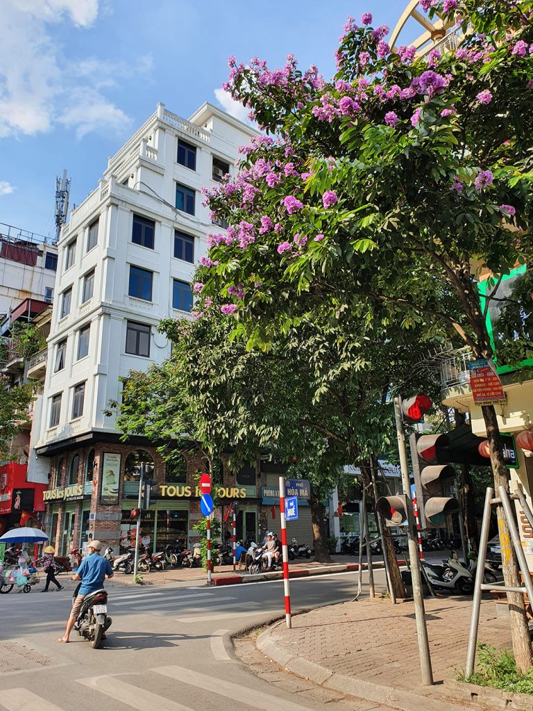 a pretty tree on the corner of Hue and Hoa Ma in Hanoi