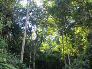 the jungle canopy is rich and thick along the Western Ho Chi Minh Road... for now