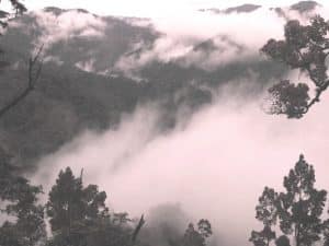 the sao la, known as the Asian Unicorn, lives somewhere in these misty forests on the Lao border