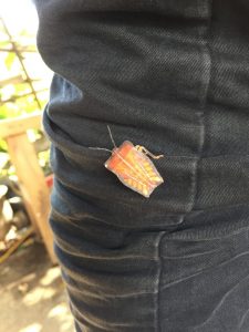an exotic orange bug on Danny's jeans