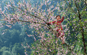 a local girl admiring peach blossoms