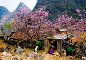 peach blossoms in Vietnam's Far North