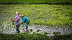 local ladies in a rice paddy in the rain