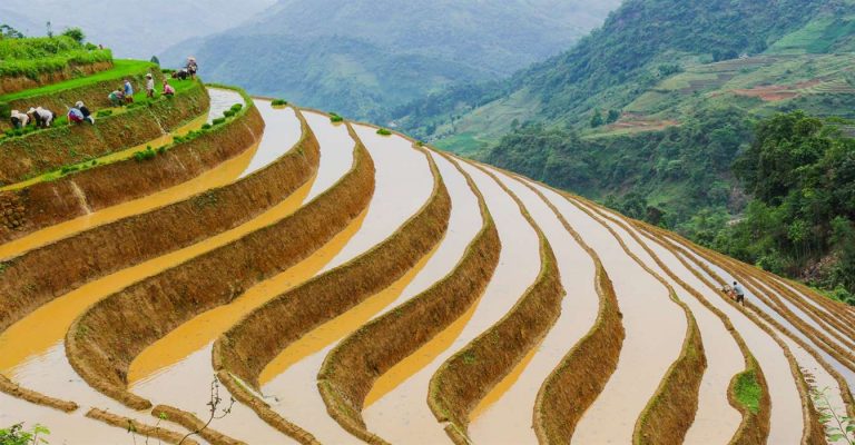 stepped rice fields in Sapa, North Vietnam