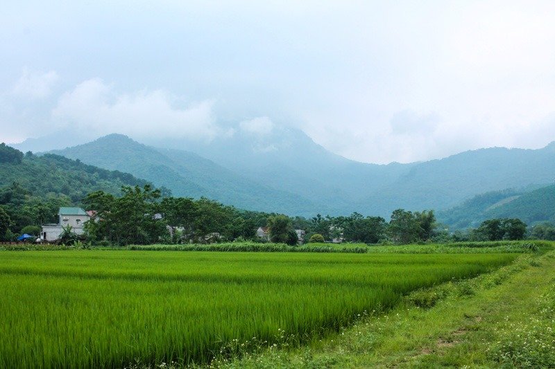 a rice field in Ba Vi National Park
