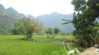 a pretty rice field in Mai Chau