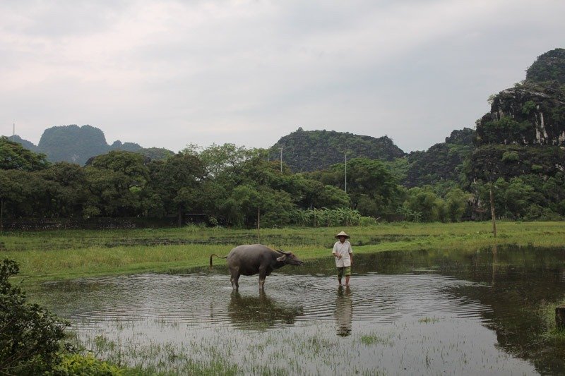 a farmer looking after his water buffalo in Tam Coc