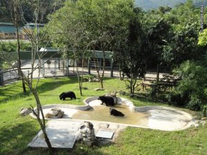 the bear sanctuary in Tam Coc