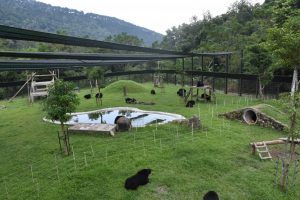 bears playing and enjoying themselves in the sanctuary