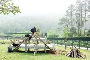 bears on the climbing frame in the bear sanctuary