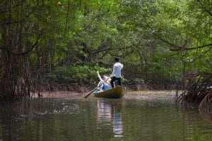Mangrove swamp, Can Gio Forest, Mekong Delta by Garrett Ziegler