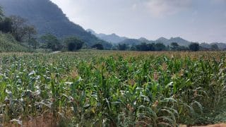 corn fields in Ba Khan, Hoa Binh