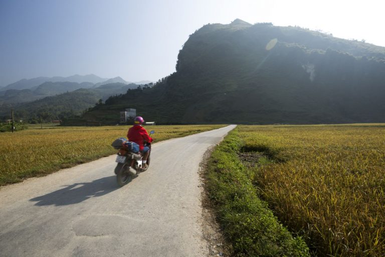 driving through golden cornfields into the sunset - Ha Giang - Dustin Silvey