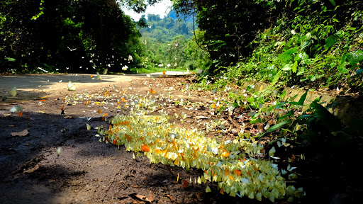 Thousands of butterflies in Cuc Phuong National Park