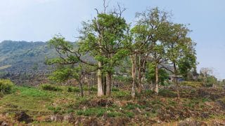 trees on the rugged hillside in meo vac ha giang