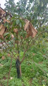 Sapodilla (Hong Xiem) fruit ripening on the tree on a vietnamese farm on banana island