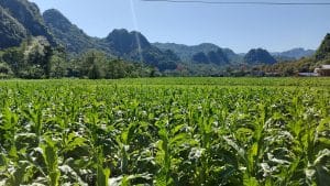 a field of tobacco in cao bang
