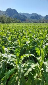 a lush field of tobacco in cao bang