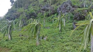 dragon fruit trees planted amongst the karst in Cao Bang