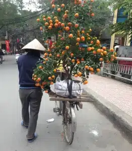 Kumquat on a bicycle - Vietlandia