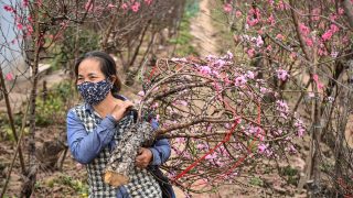Peach Blossom and Woman