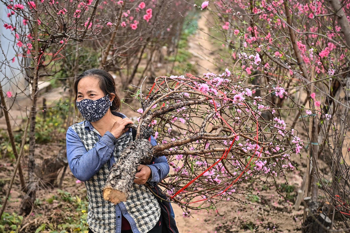 Peach Blossom and Woman