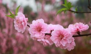 Peach flower - peaceful and elegant