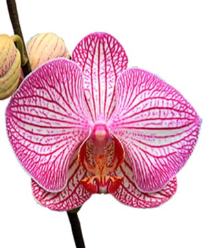 Tet moth-orchid