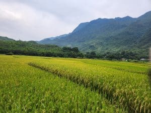 beautiful rice paddy in ba khan on the waterfall rd