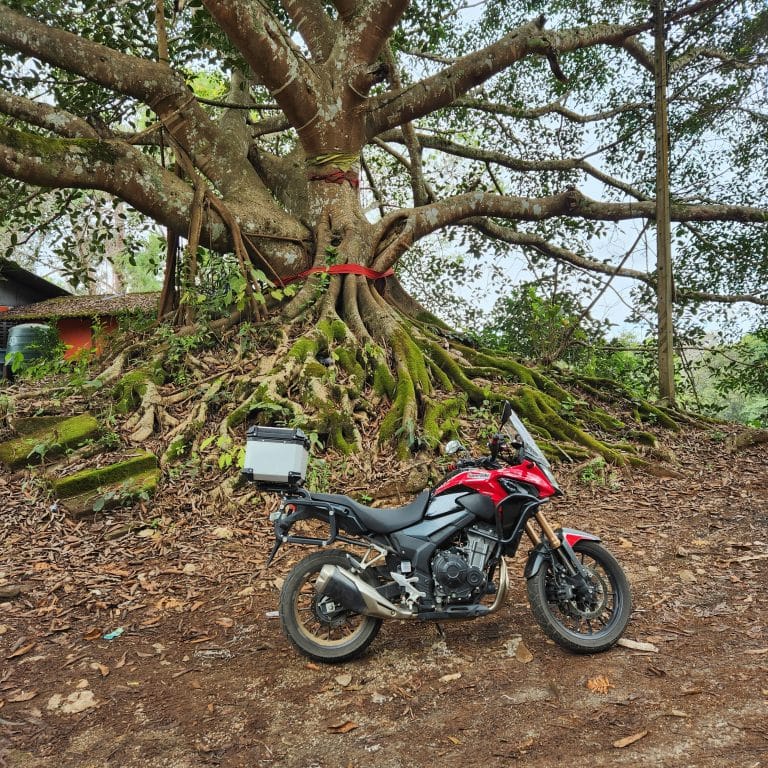 The Honda CB500x under a tree