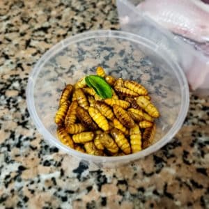 Silk worms ready for cooking