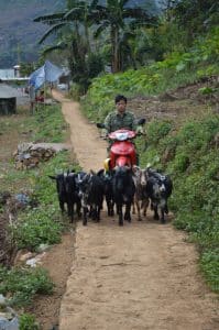 a guy herding goats on his honda wave near lung khuy cave, yen minh, ha giang