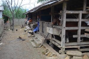The stables in Nam Dam Village