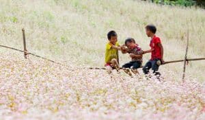 kids playing in fields in vietnam in summer