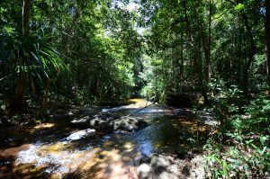 The dense forest of Phu Quoc National Park
