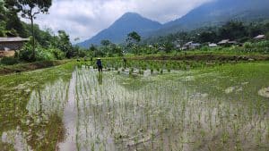 The rice paddies in ba be national park