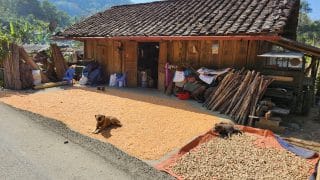 dogs guarding their master's corn on the Cao bang Loop