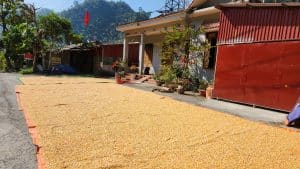 drying corn on the roadside on the Cao Bang Loop