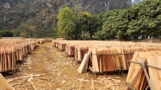 you will see plenty of this plywood drying on the road on the Cao Bang Loop