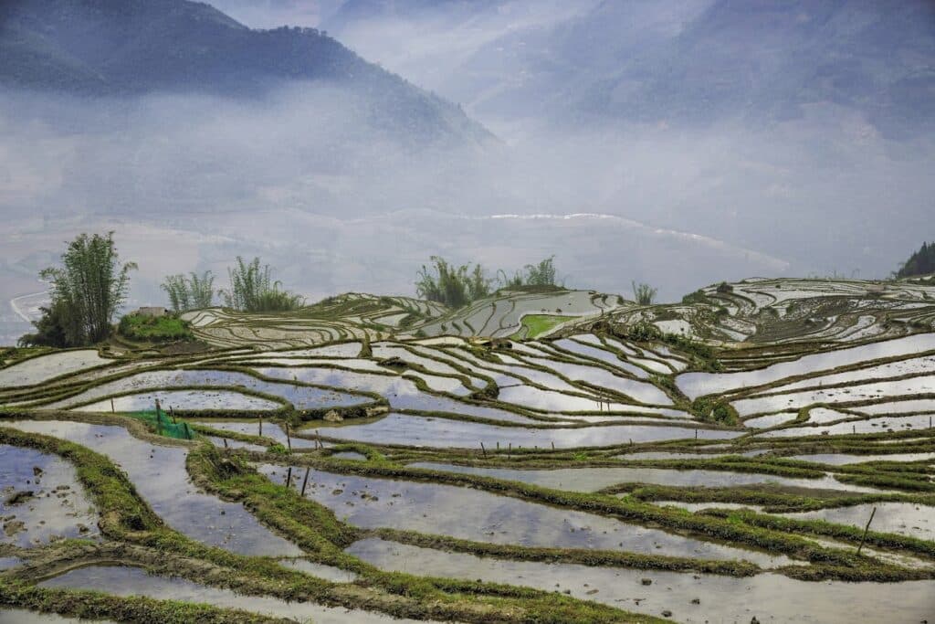 rice terraces in the golden season of falling water without green rice