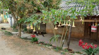 a nicely decorated garden with bell flower a nicely decorated garden with bell flower