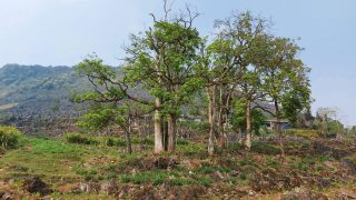 trees on the rugged hillside in meo vac ha giang trees on the rugged hillside in meo vac ha giang