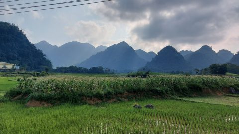 pretty rice fields in Ba Khan, Hoa Binh on a cloudy day