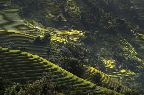 rice terraces in a Ha Giang valley