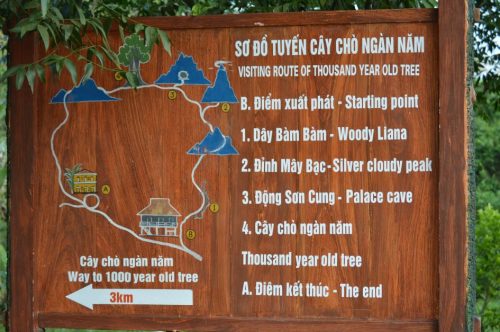 map showing the 5km loop to visit the 1,000yr old tree