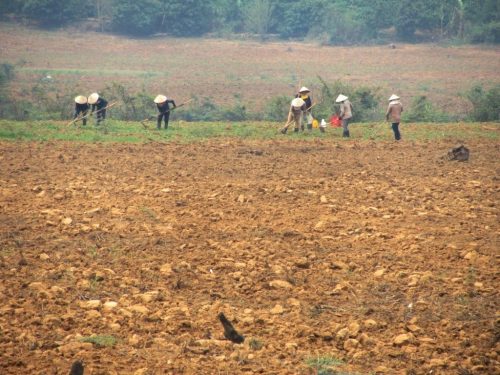 farming on the Kon Tum Plateau, where the soil is rich and the weather mild