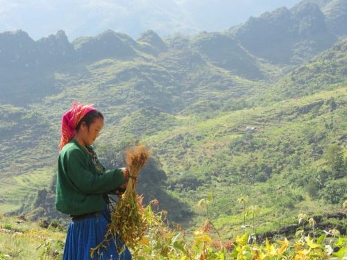 minority woman harvesting soybeans on the slopes of the Dong Van Karst Plateau