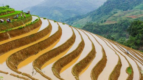stepped rice fields in Sapa, North Vietnam