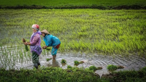 local ladies in a rice paddy in the rain